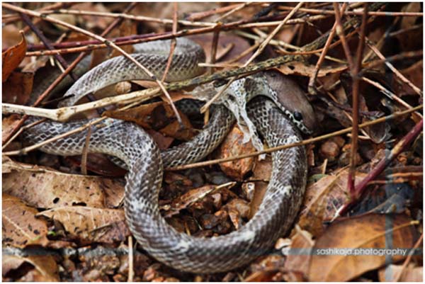 snake_microsoftclipart20150220